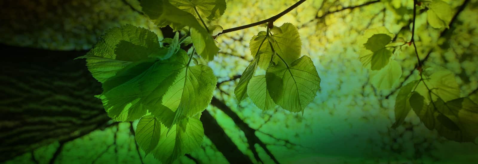 Tree care professionals