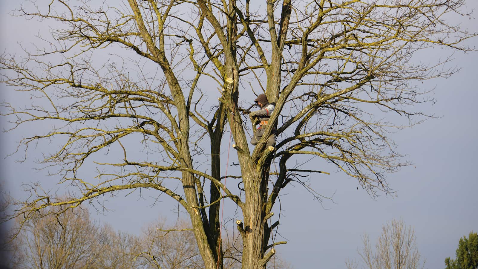Pruning