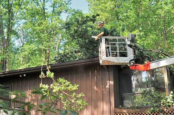Tree Removals