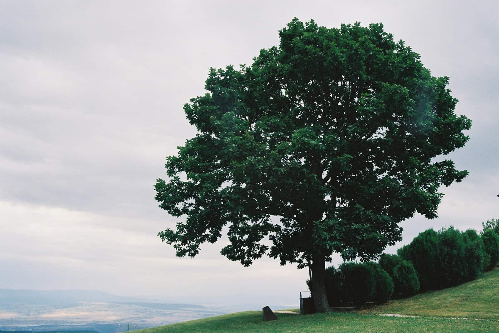 Tree Preservation