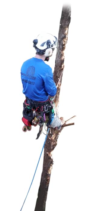 Arborist services